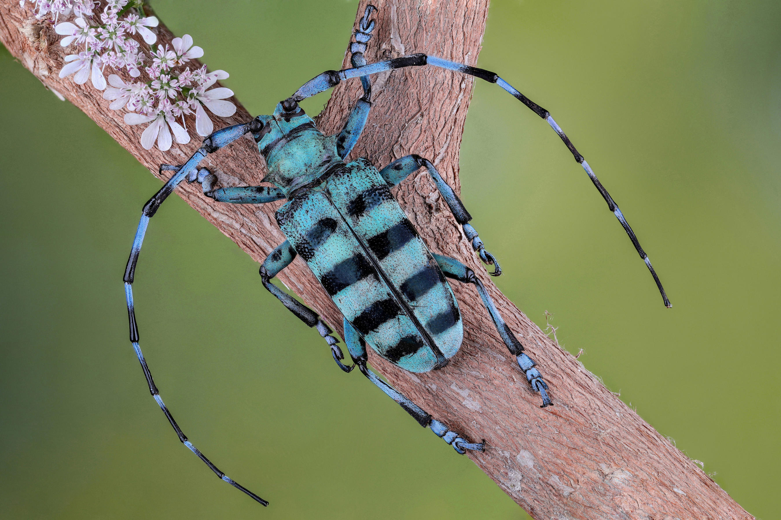 “Blue Longhorn Beetle” © Mofeed Abu Shalwa, journal of wild culture ©2020