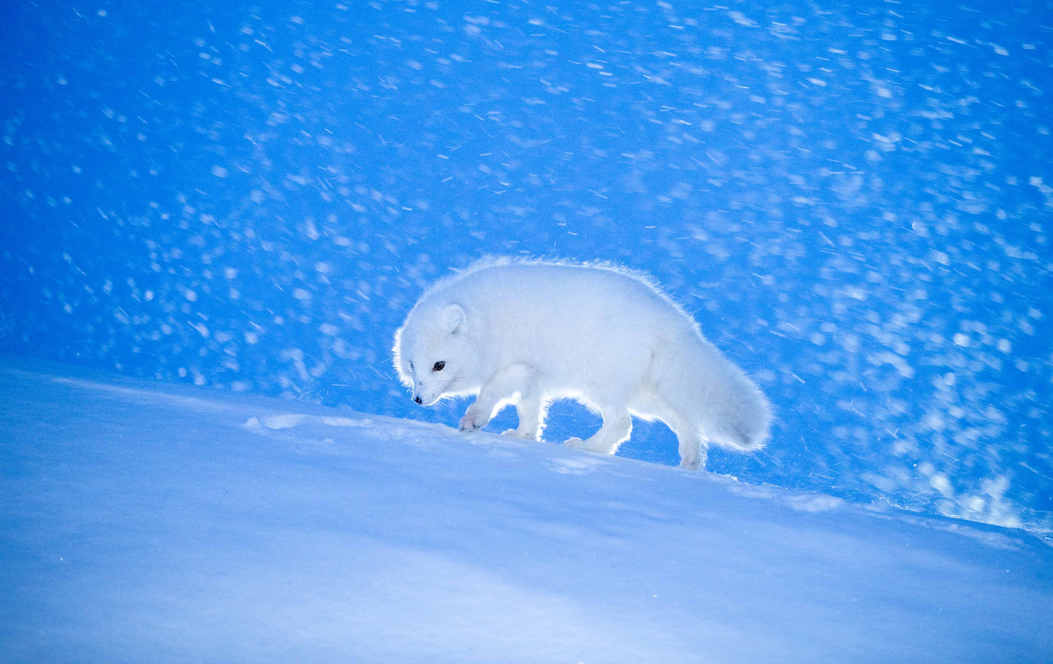 Artic fox©Kurt Selmer, journal of wild culture ©2021