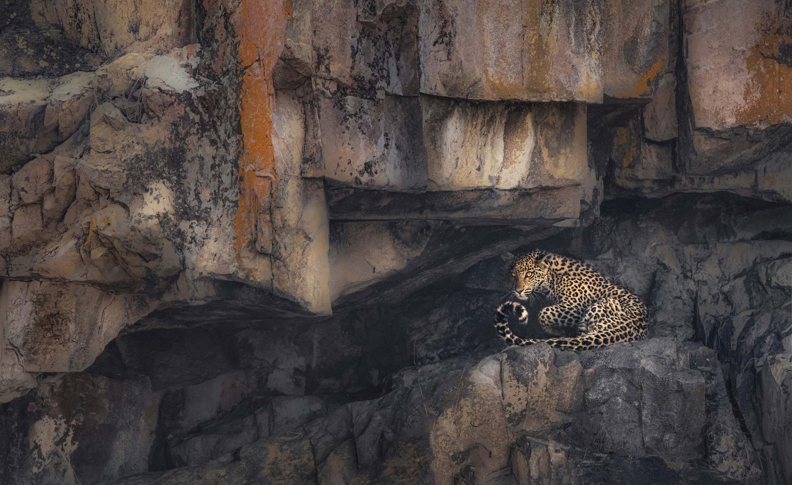 Leopard_at_rest©PANOS-LASKARAKIS, journal of wild culture ©2021
