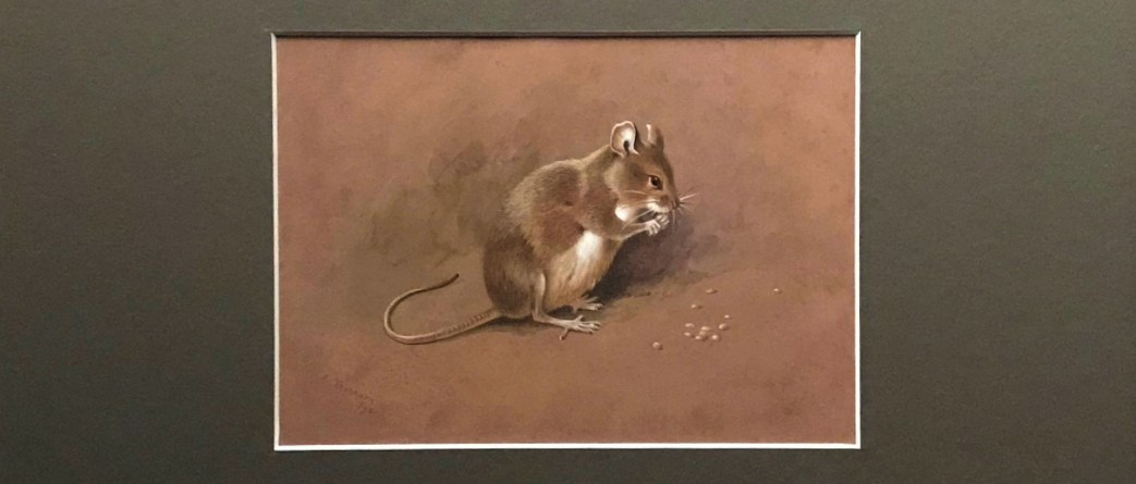 'A Field Mouse', Alexander Thorburn, journal of wild culture ©2021