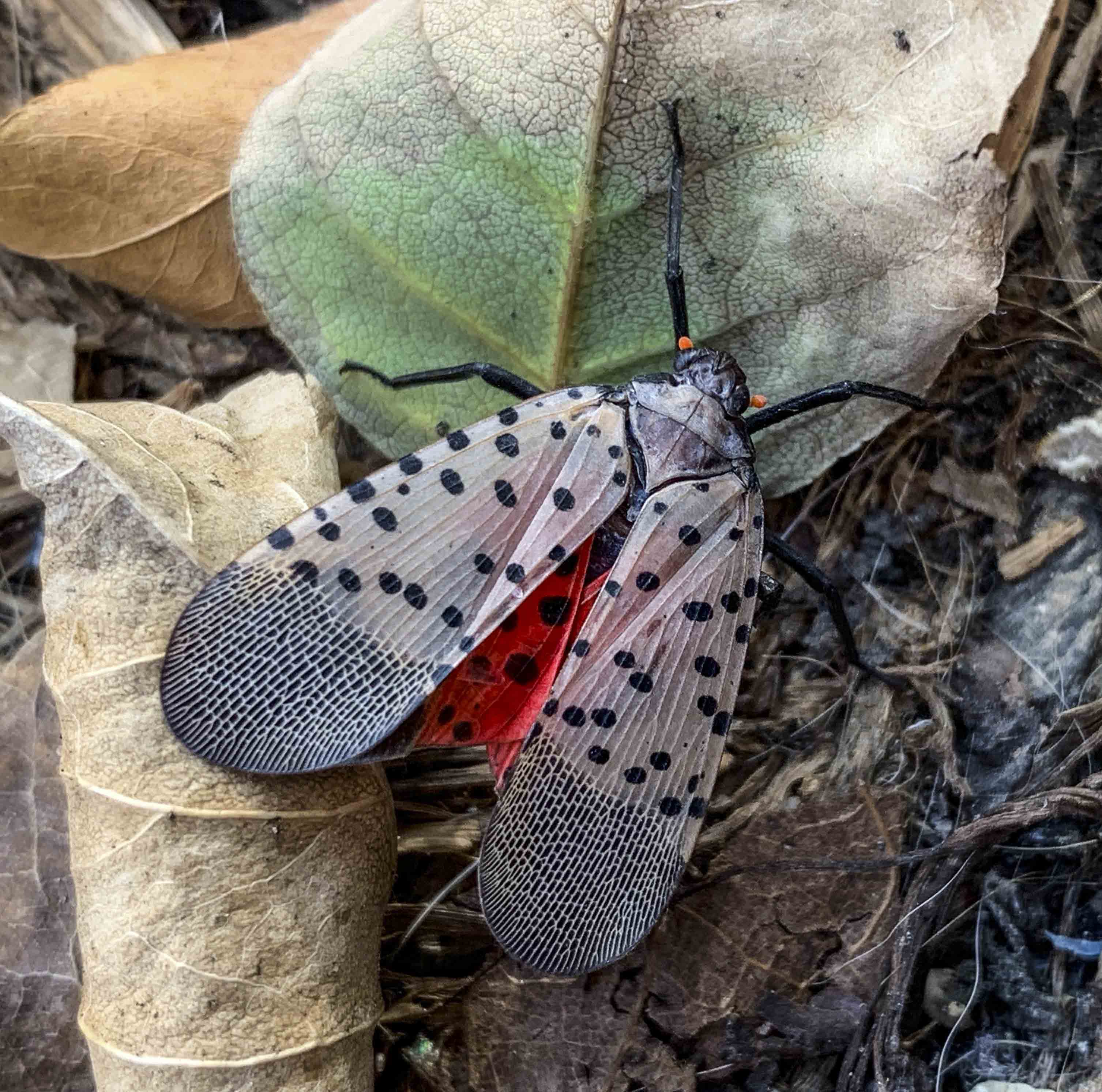 Spotted lanternfly (2), journal of wild culture, ©051620