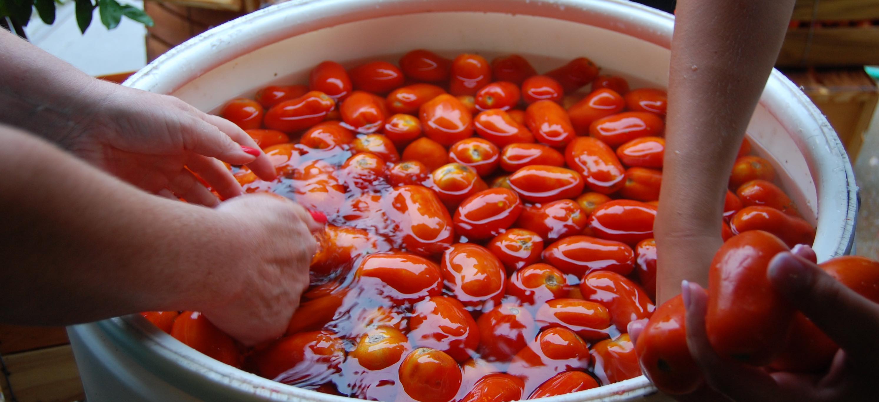 making tomato sauce, journal of wild culture ©2022