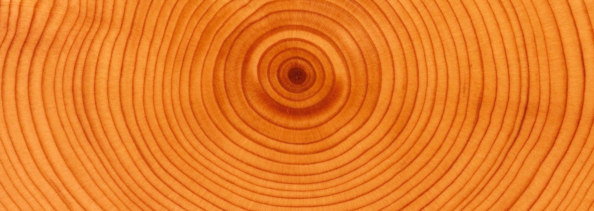 tree-rings, journal of wild culture ©2020