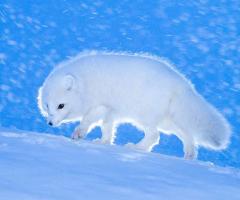  Arctic fox ©Kurt Selmer, journal of wild culture ©2021