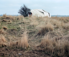 Horsey Island, Essex, March 2013, Wild Culture, © Jason Orton