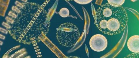 phytoplankton, journal of wild culture ©2021