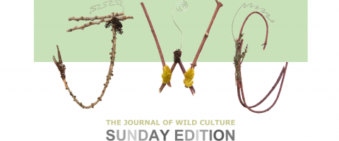 The Journal of Wild Culture Sunday Edition