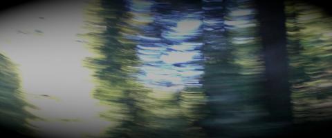 Forest blur Forest blur