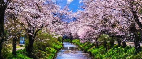  japanese-cherry-blossom-with-mt-fuji-at-omiya, journal of wild culture ©2022