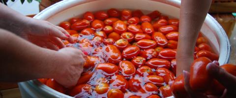  making tomato sauce, journal of wild culture