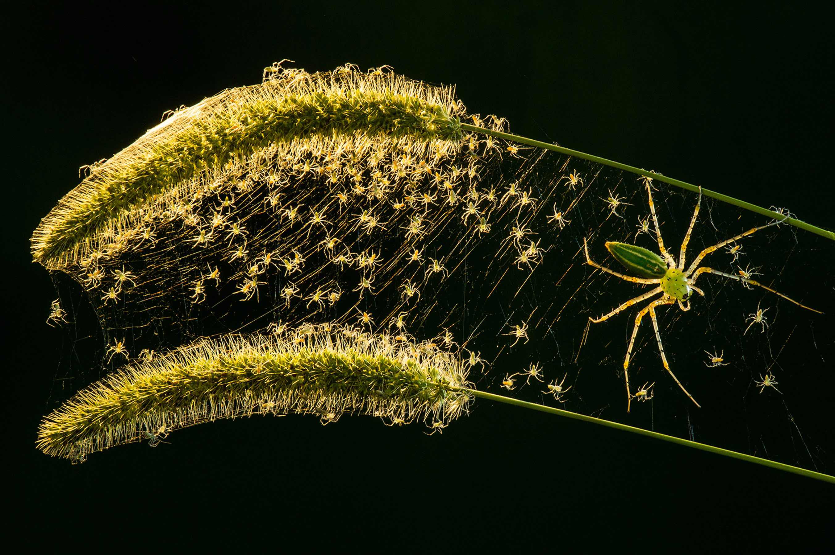 'Microspur1' by Lung-Tsai Wang, journal of wild culture ©2020