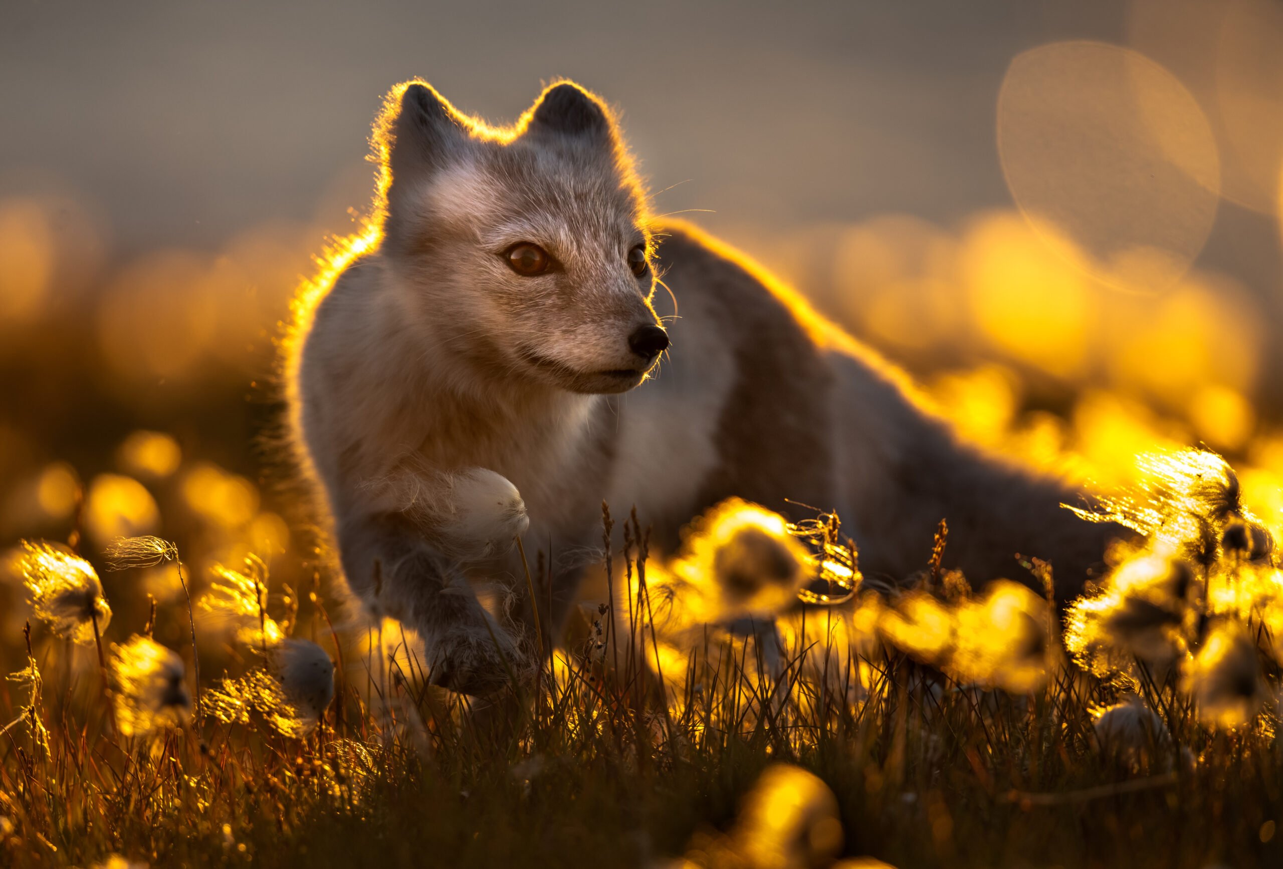 'The Hunting Arctic Fox', by Knut M Selmer_journal of wild culture ©2021