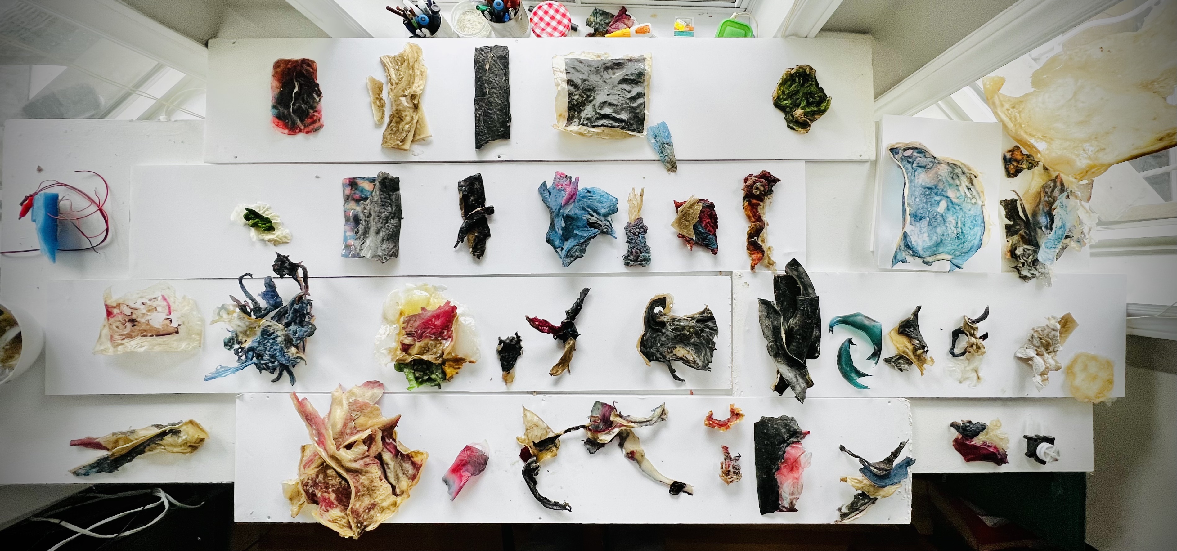 Green_algae_V.Kanic_journal of wild culture