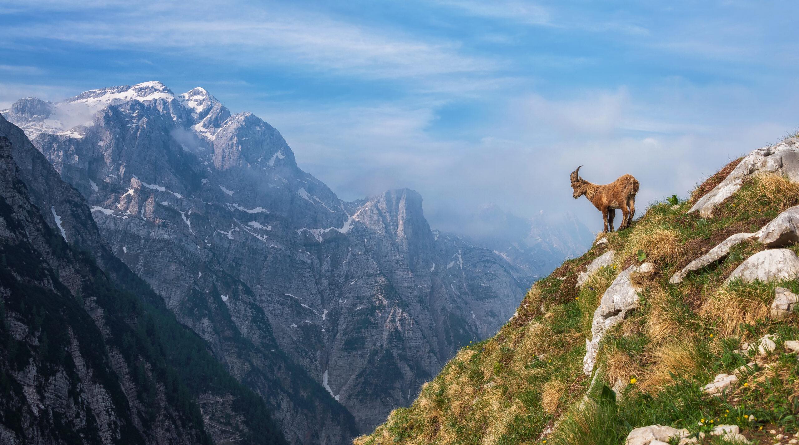 Alpine Ibex©Aleš-Krivec-Bouc_journal of wild culture ©2021