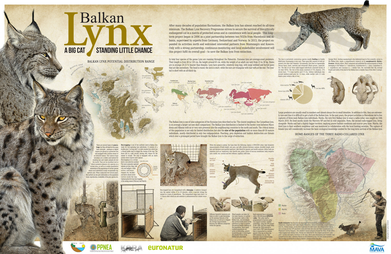 Balkan Lynx poster, journal of wild culture