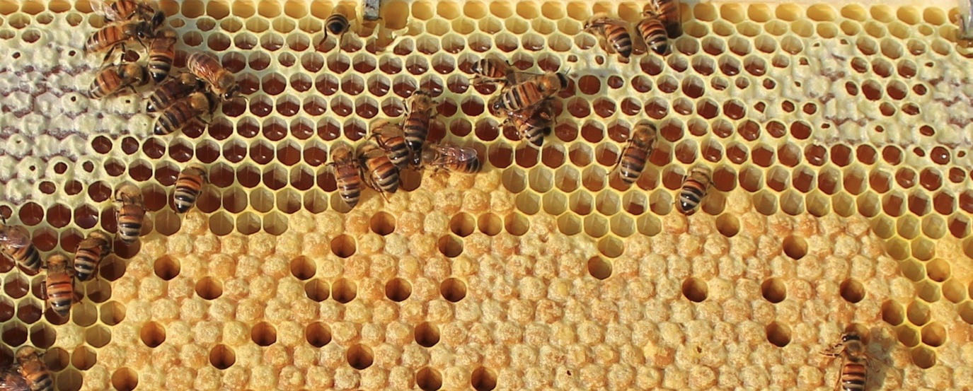 Bee brood, journal of wild culture