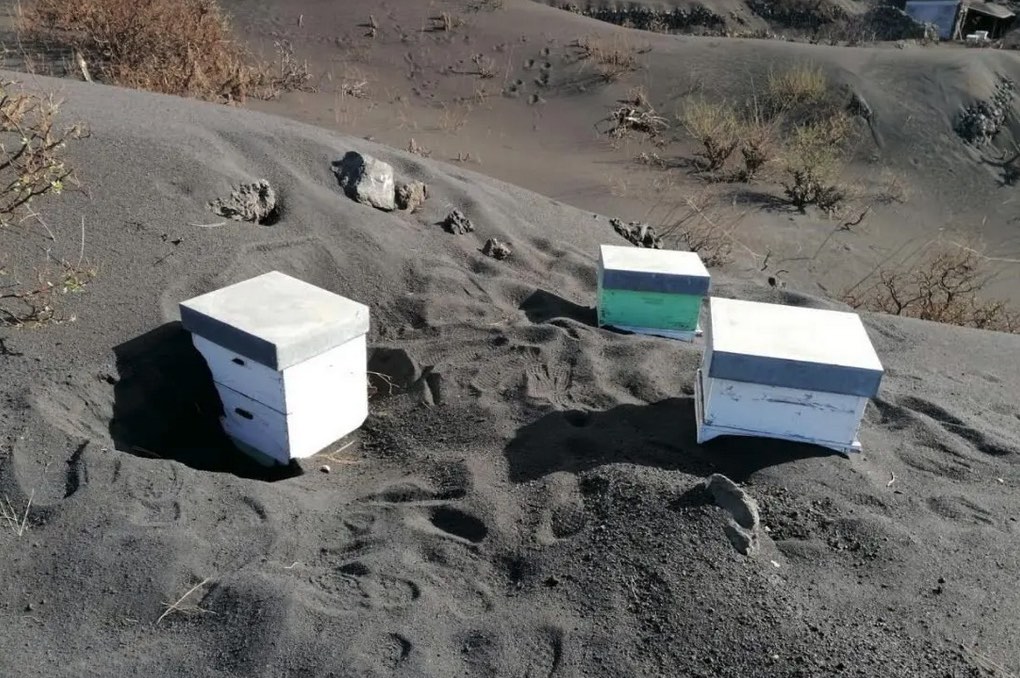 Bees at Cumbre Vieja volcano, journal of wild culture