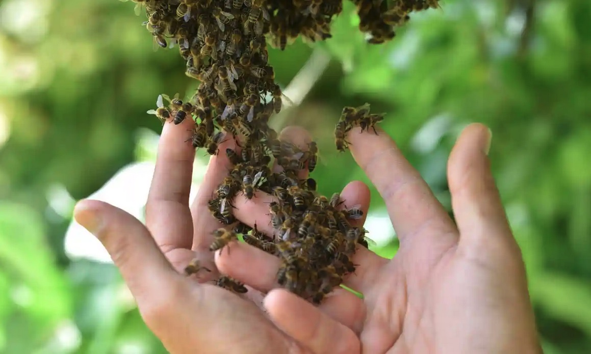 Blenheim bees, journal of wild culture