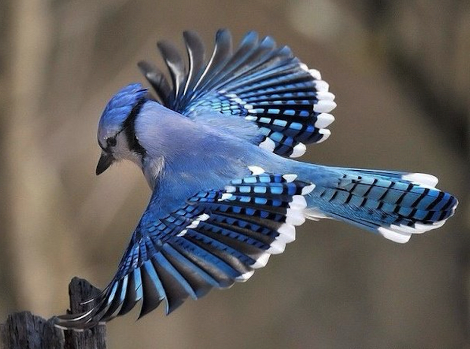Blue Jay by Jim Ridley© 2012, journal of wild culture ©2021
