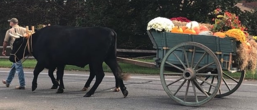 Farmer, cow pulling produce cart_journal of wild culture ©2026