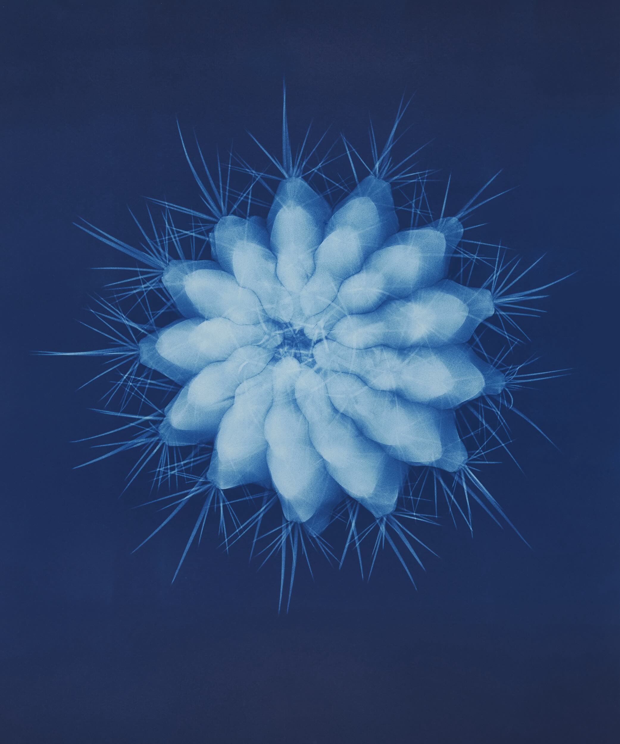 A Flower Through X-ray Eyes. journal of wild culture.jpg
