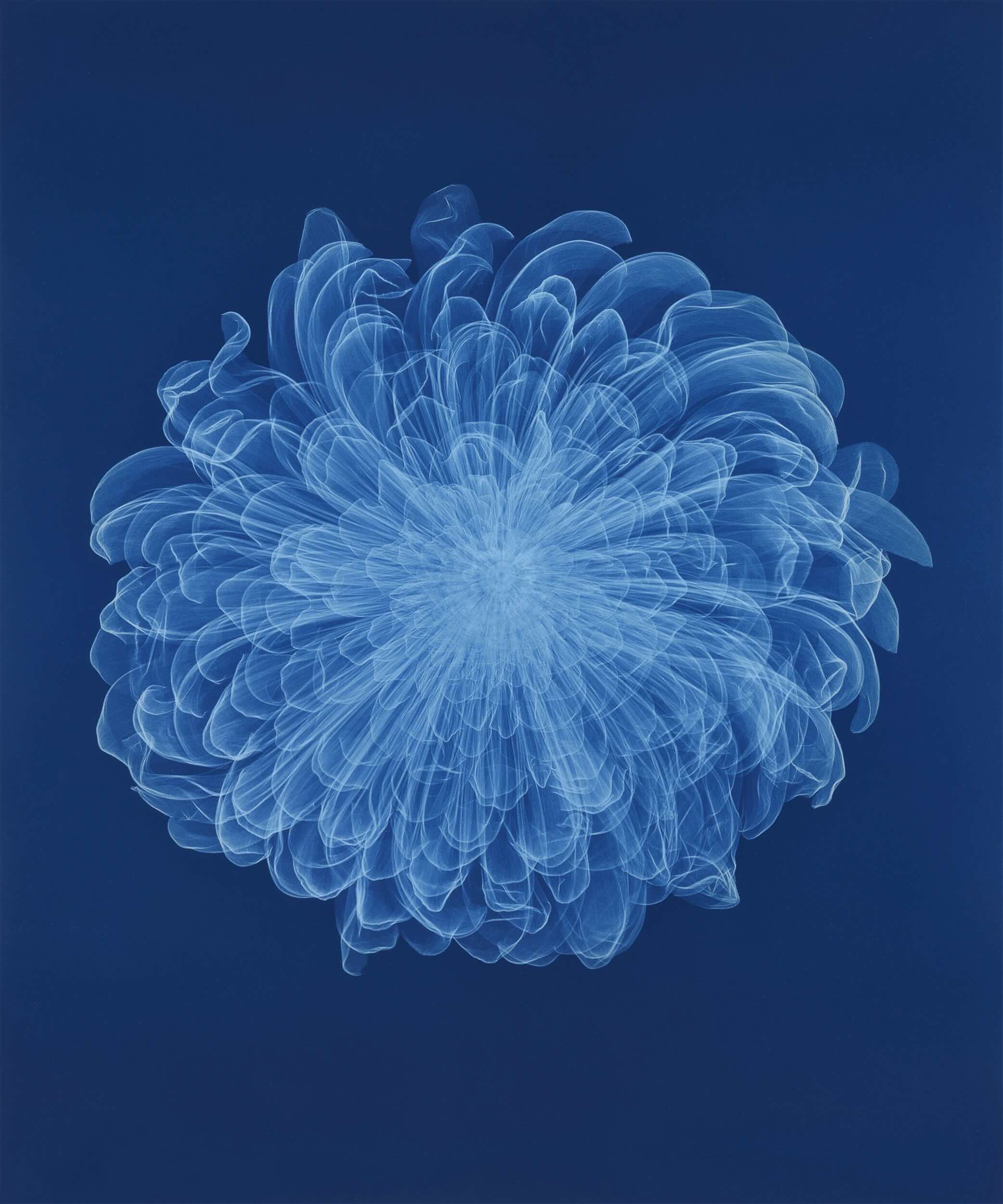 A Flower Through X-ray Eyes. journal of wild culture.jpg