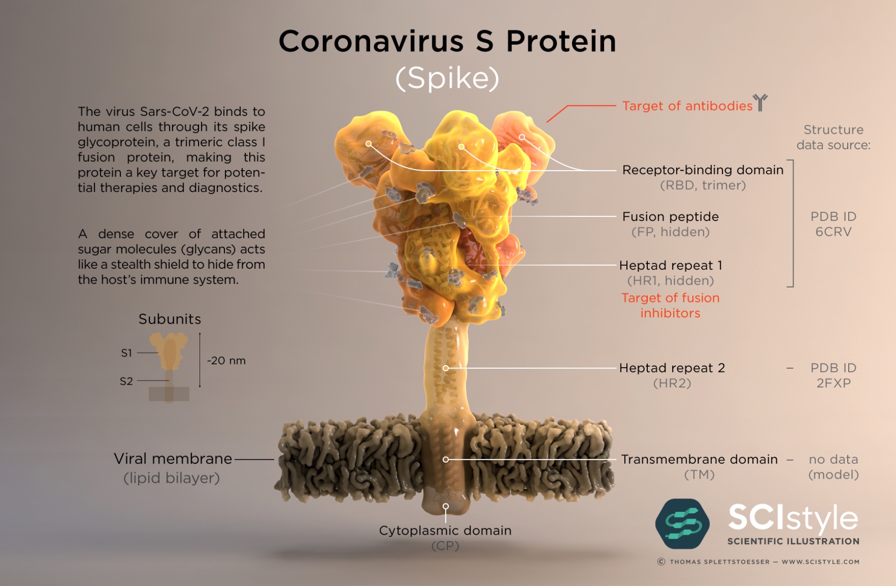 Coronavirus S Protein, journal of wild culture, ©2020