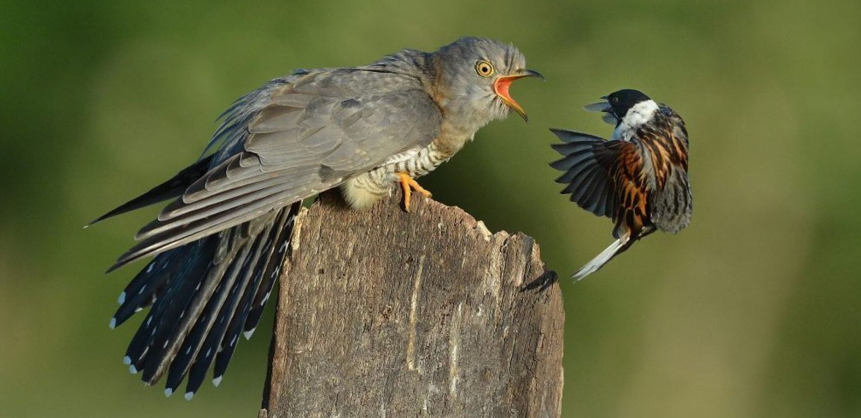 Cuckoo defending, journal of wild culture, ©2020