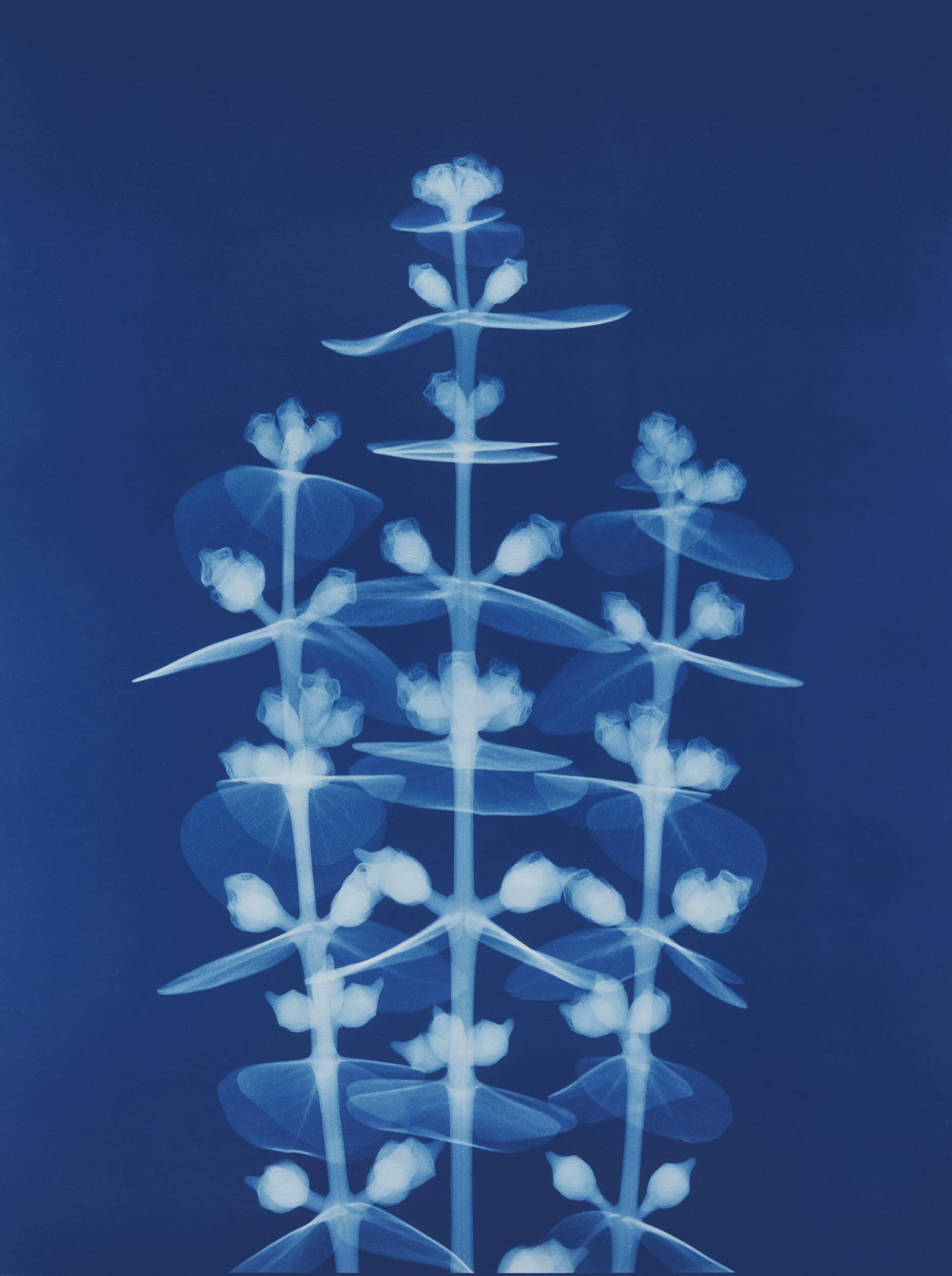 A Flower Through X-ray Eyes. journal of wild culture.jpg