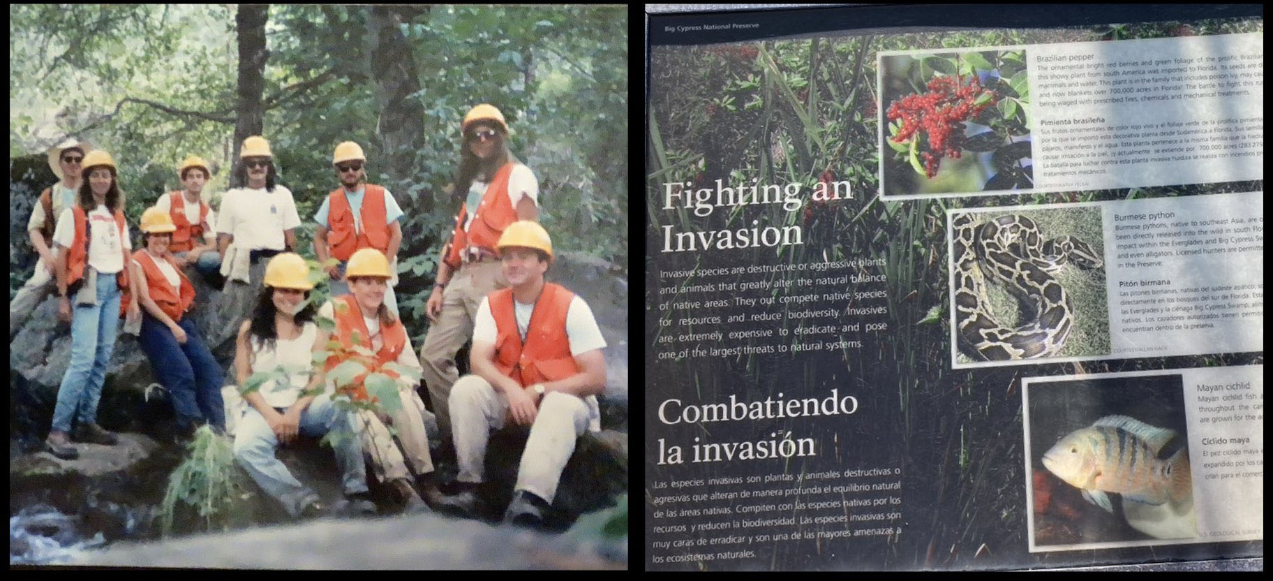 Invasive vegetal species_journal of wild culture
