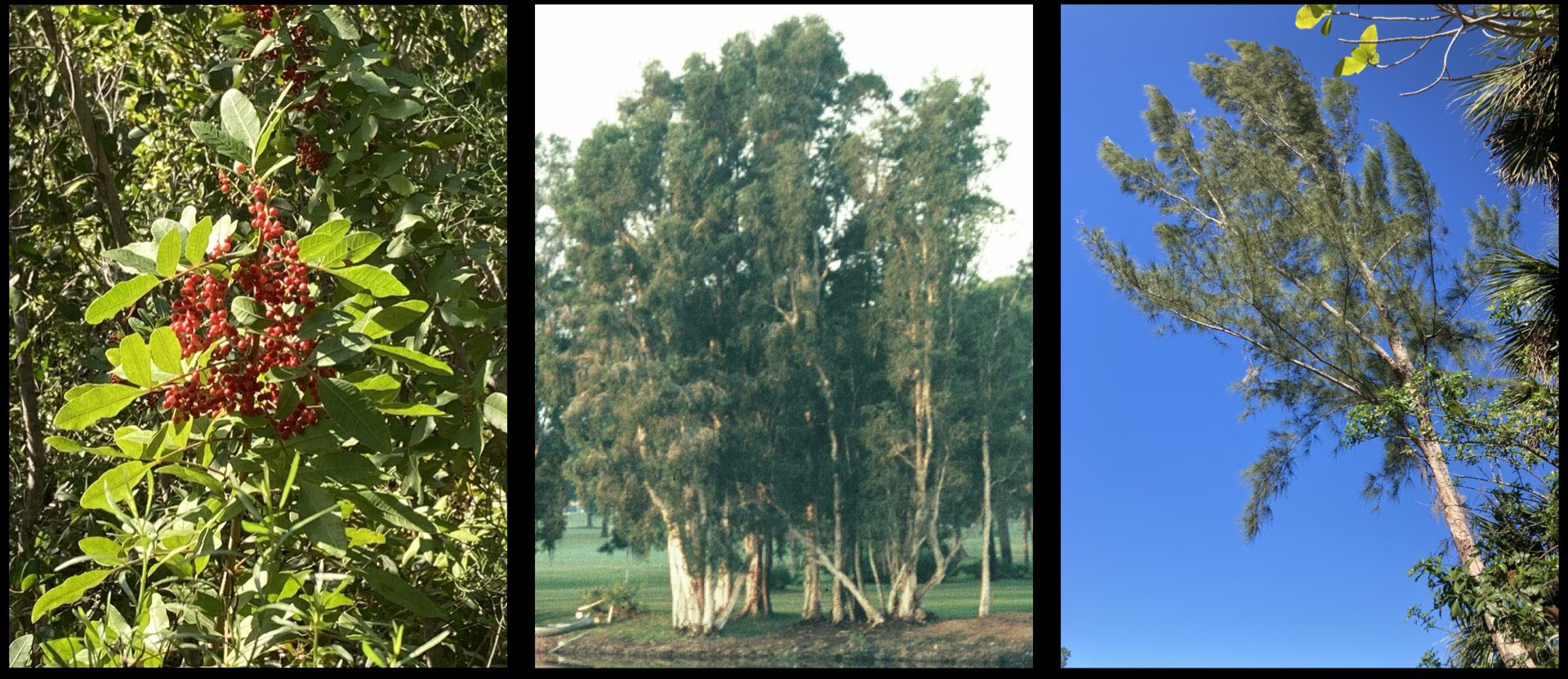 Florida invasive vegetal species_wild culture