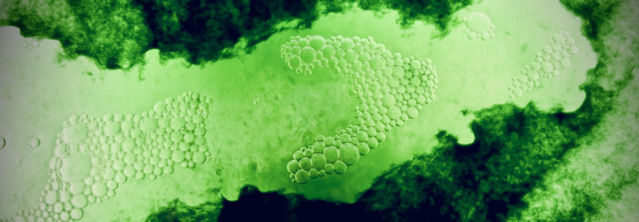 V. Kanic_algae sculptures_journal of wild culture