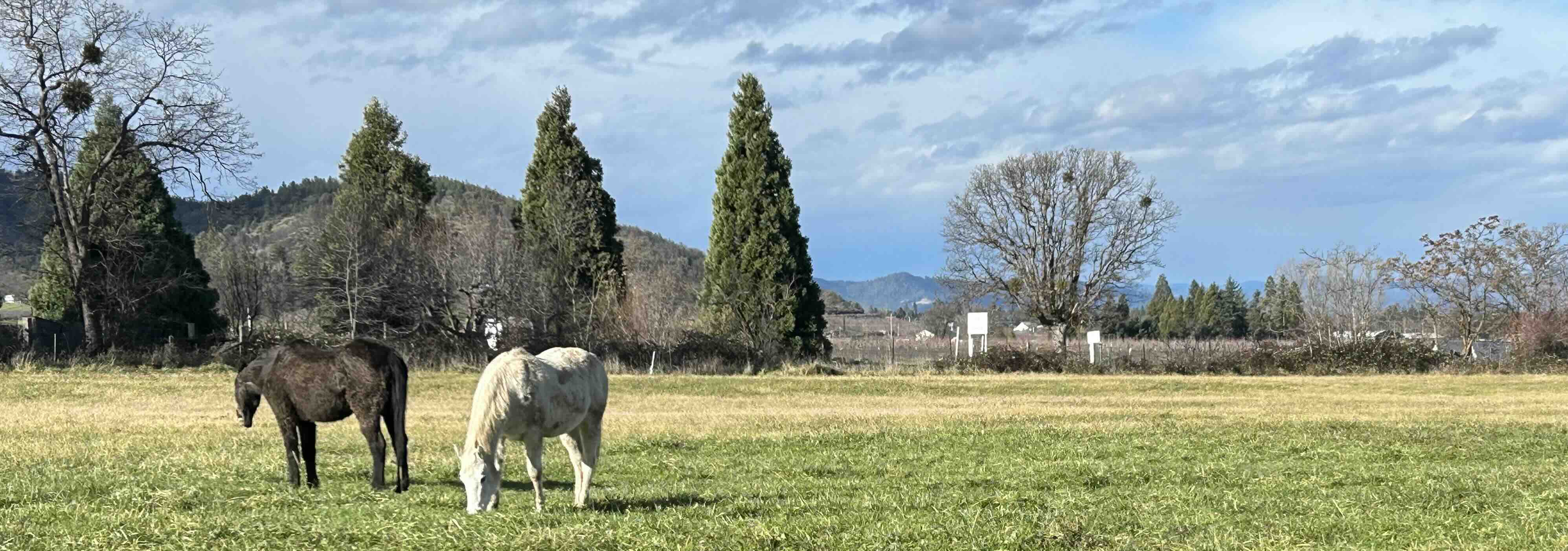 Death of a Horse_S.Severeid_journal of wild culture ©2026