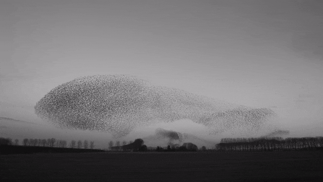 Straling murmurations, journal of wild culture ©2021