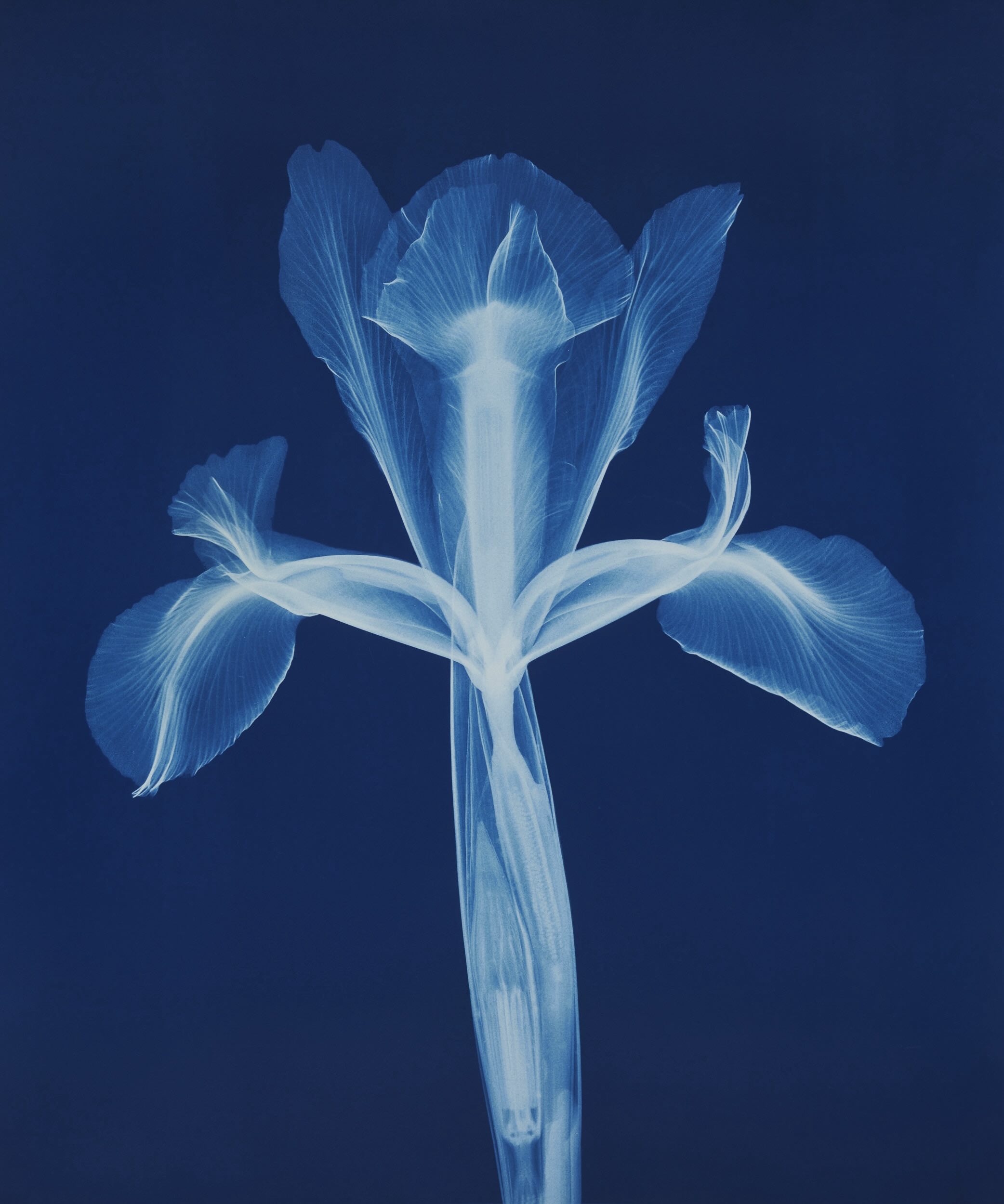 A Flower Through X-ray Eyes. journal of wild culture.jpg