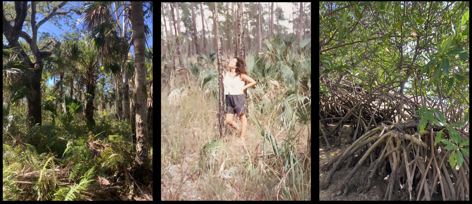 In defence of invasive species_wildculture