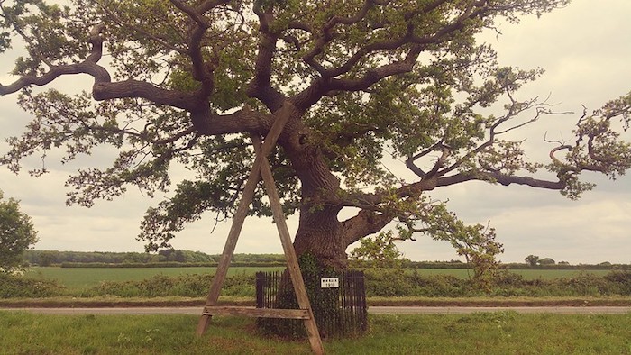 Ketts Oak, journal of wild culture, ©2020