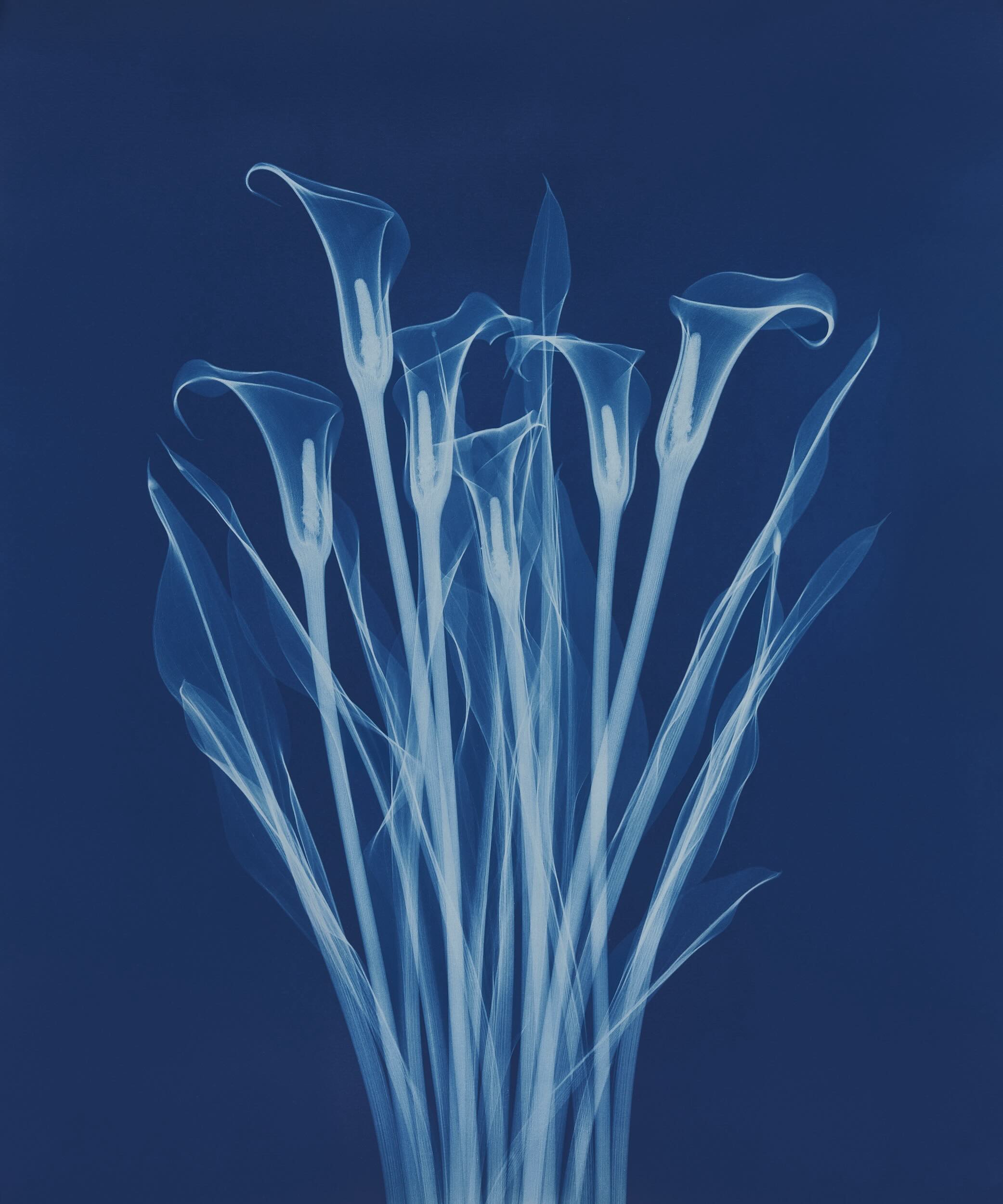 A Flower Through X-Ray Eyes_journal of wild culture .jpg