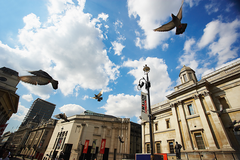 London birds, journal of wild culture ©2021