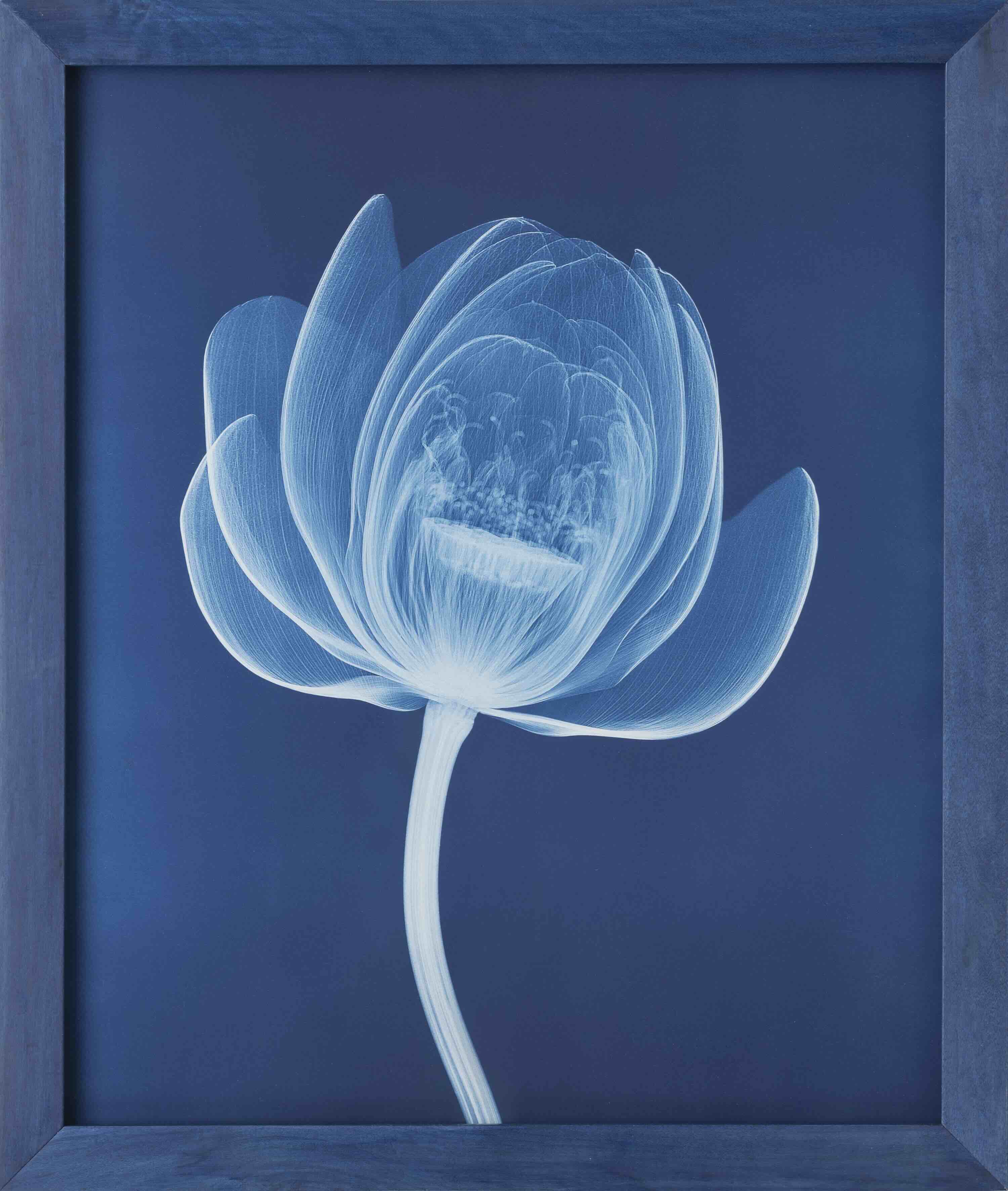 X-ray photography of botanticals_journal of wild culture ©2024