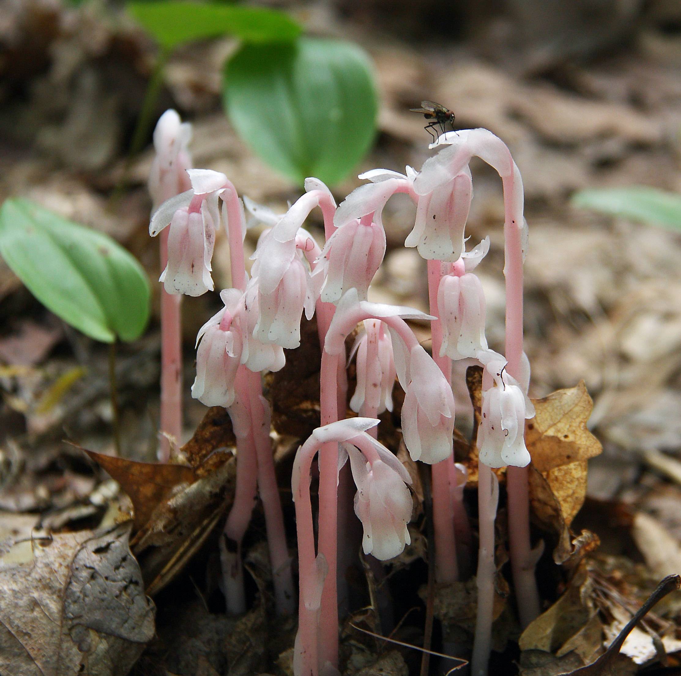 Pink_indian_pipes / Ghost pipe journal of wild culture