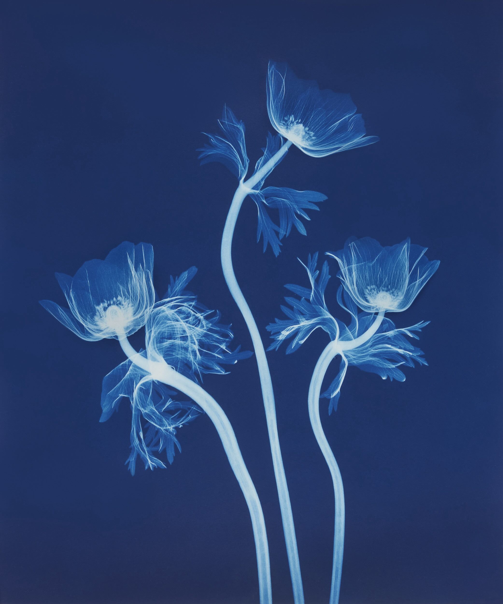 A Flower Through X-ray Eyes_journal of wild culture_.jpg