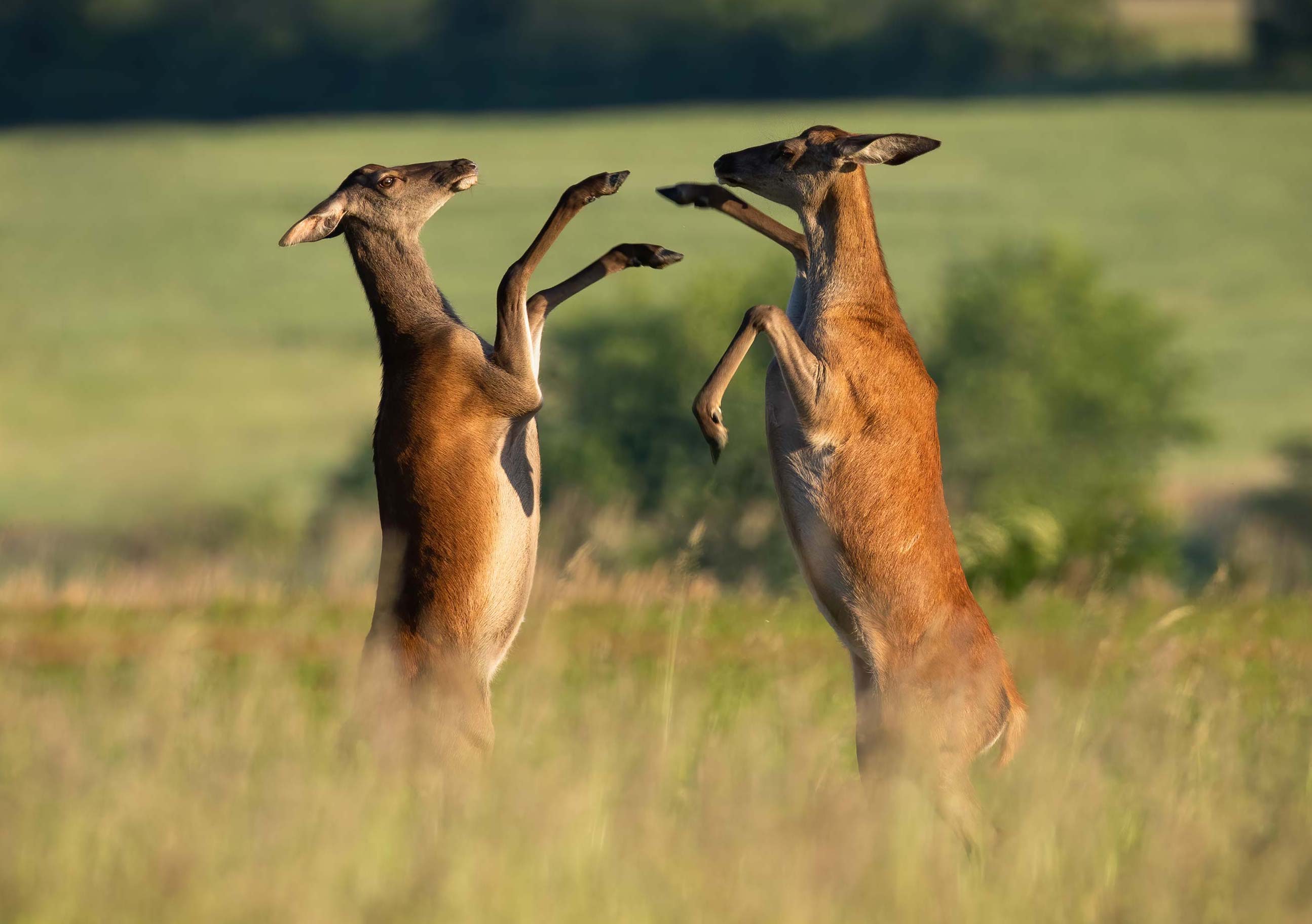 Red-Deer-Females-Fighting_journal of wildculture.com