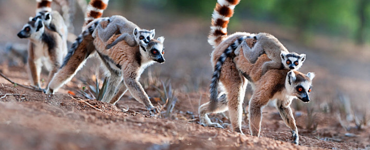  Ring-tail lemurs, journal of wild culture
