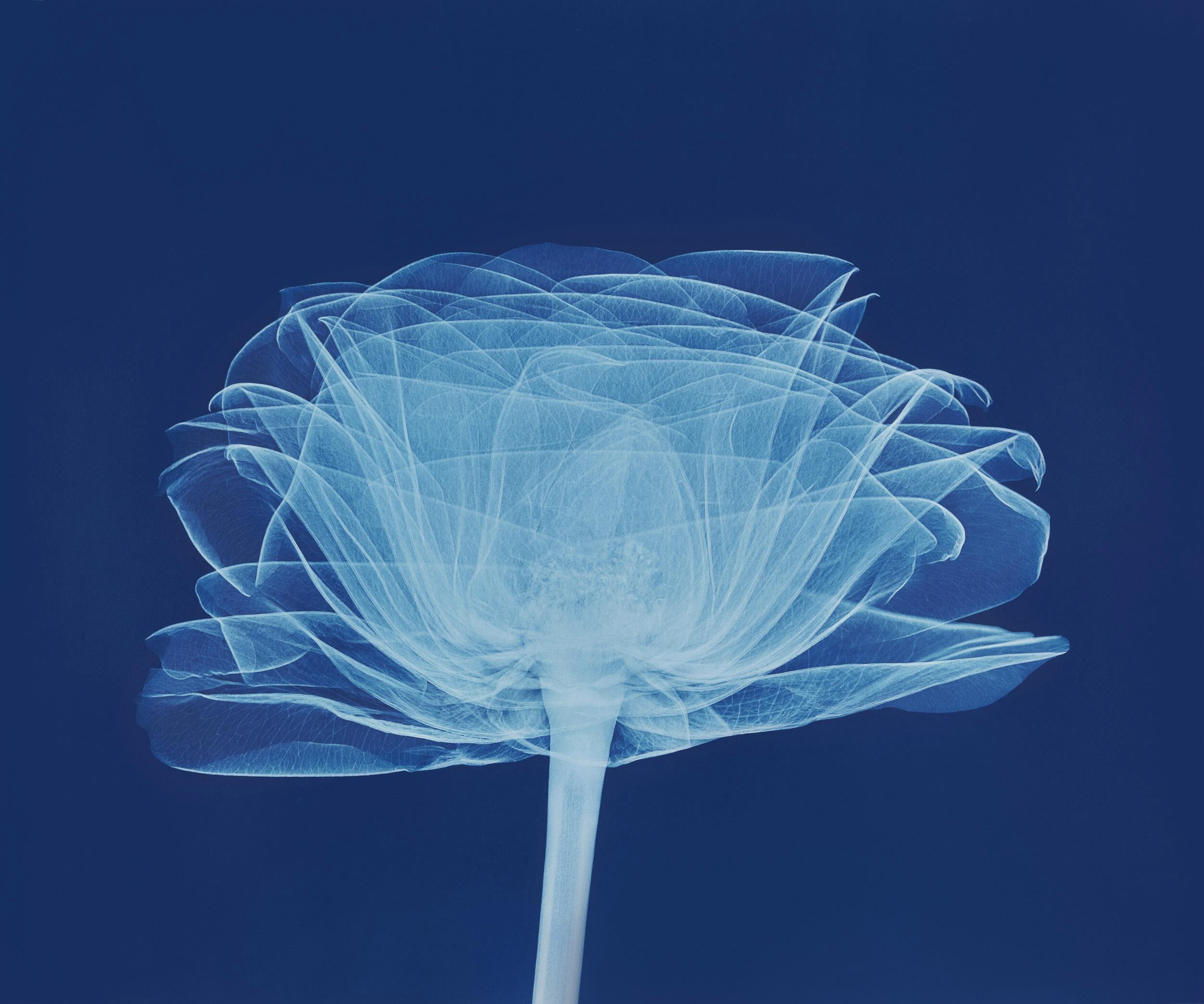 A Flower Through X-ray Eyes. journal of wild culture.jpg