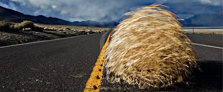 Timble weed on highway, journal of wild culture, ©2019