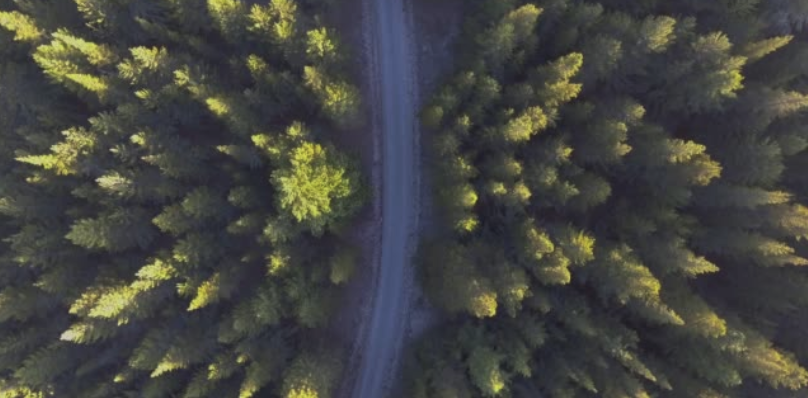 Forest and road from the air, journal of wild culture @2020