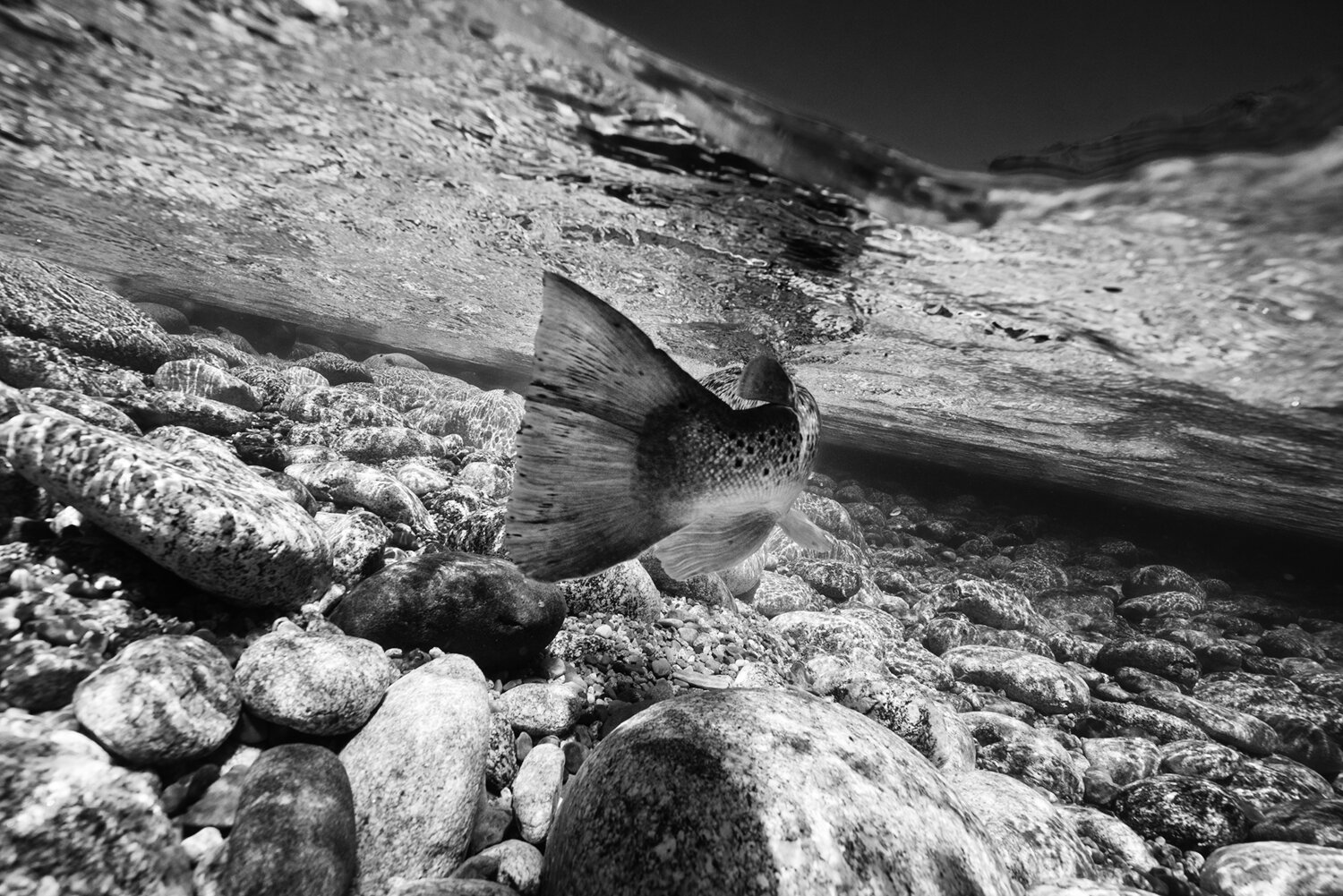 South Island Brown Trout, Nick Price, journal of wild culture, ©2021