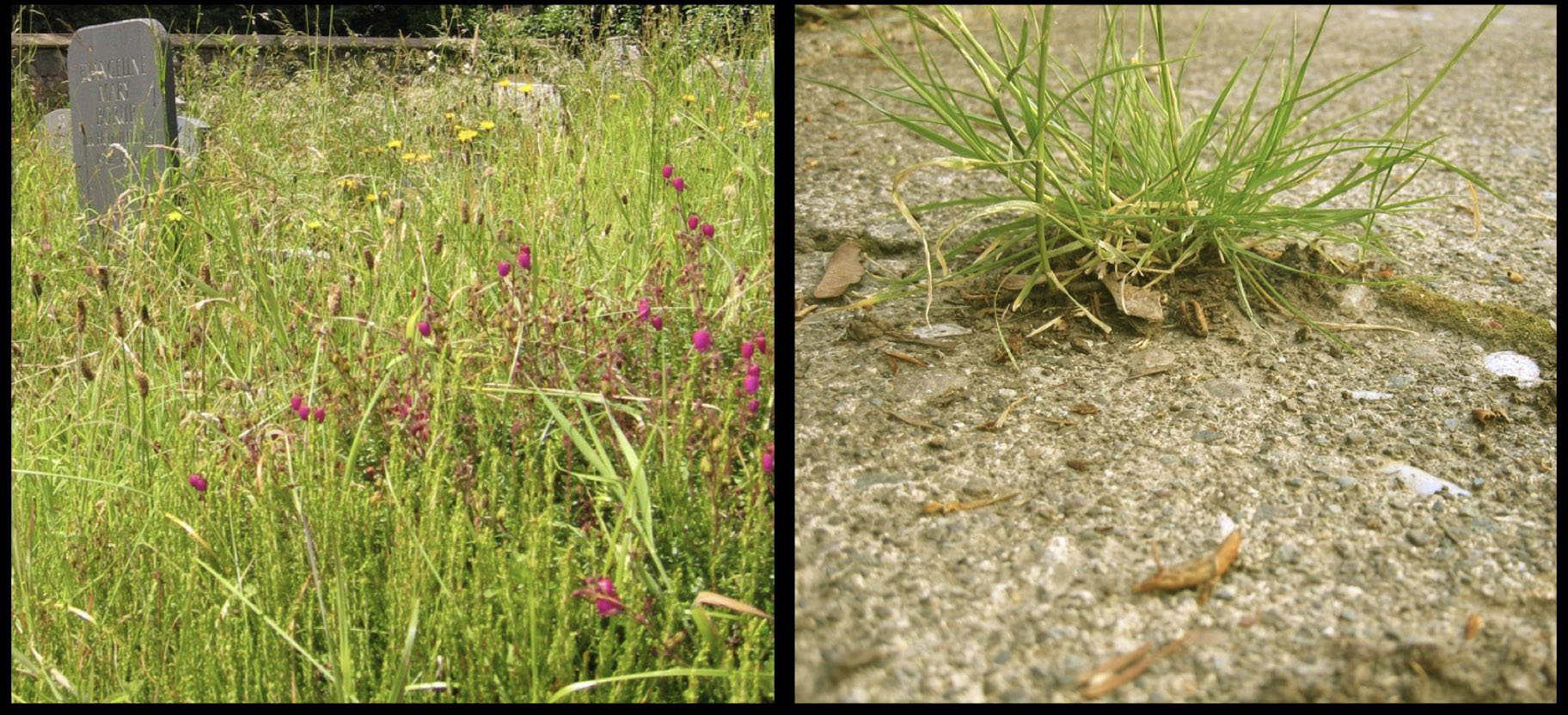 Spontaneous vegetation_wild culture