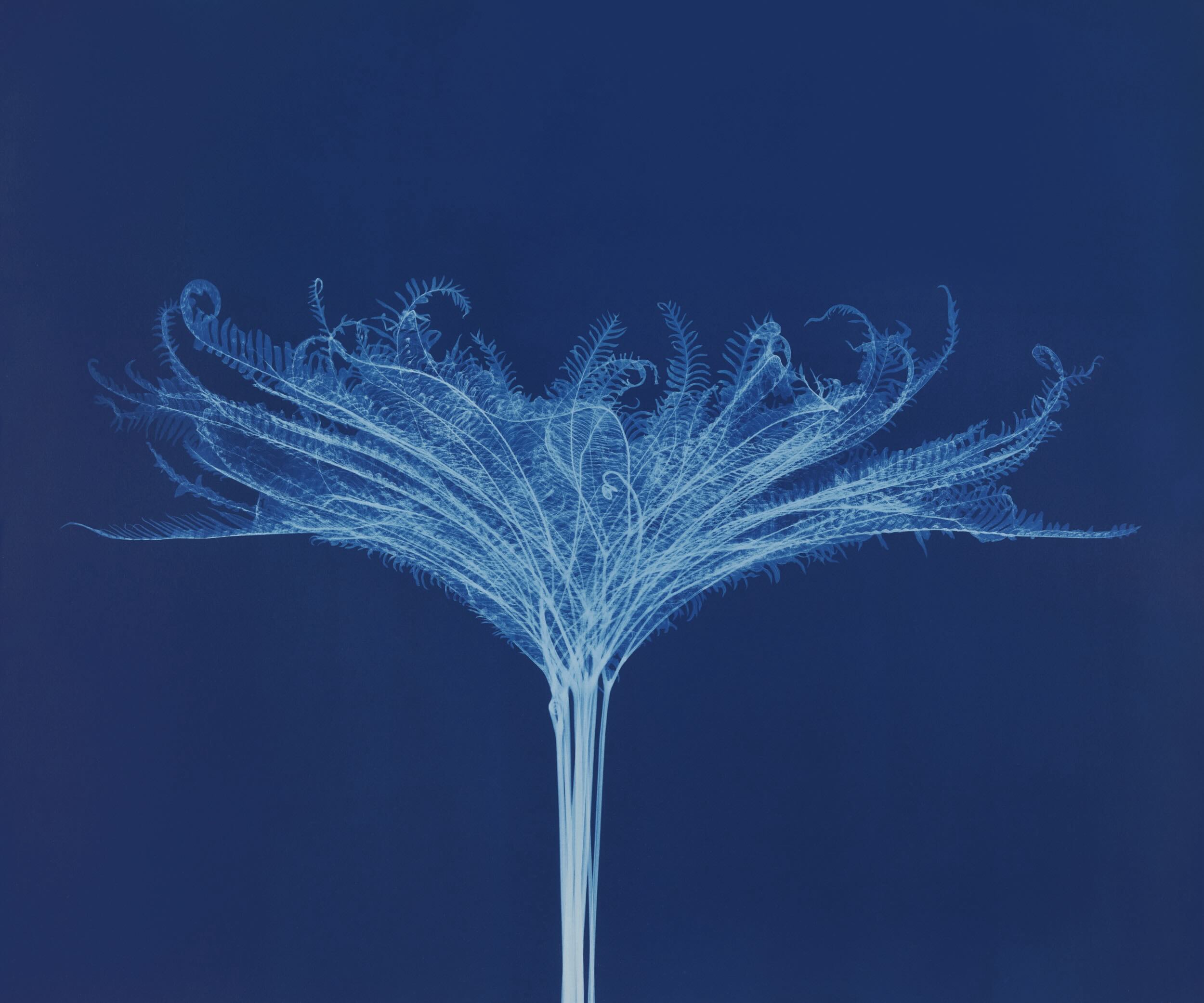 A Flower Through X-ray eyes_Bryan Whitney©2024_journal of wild culture